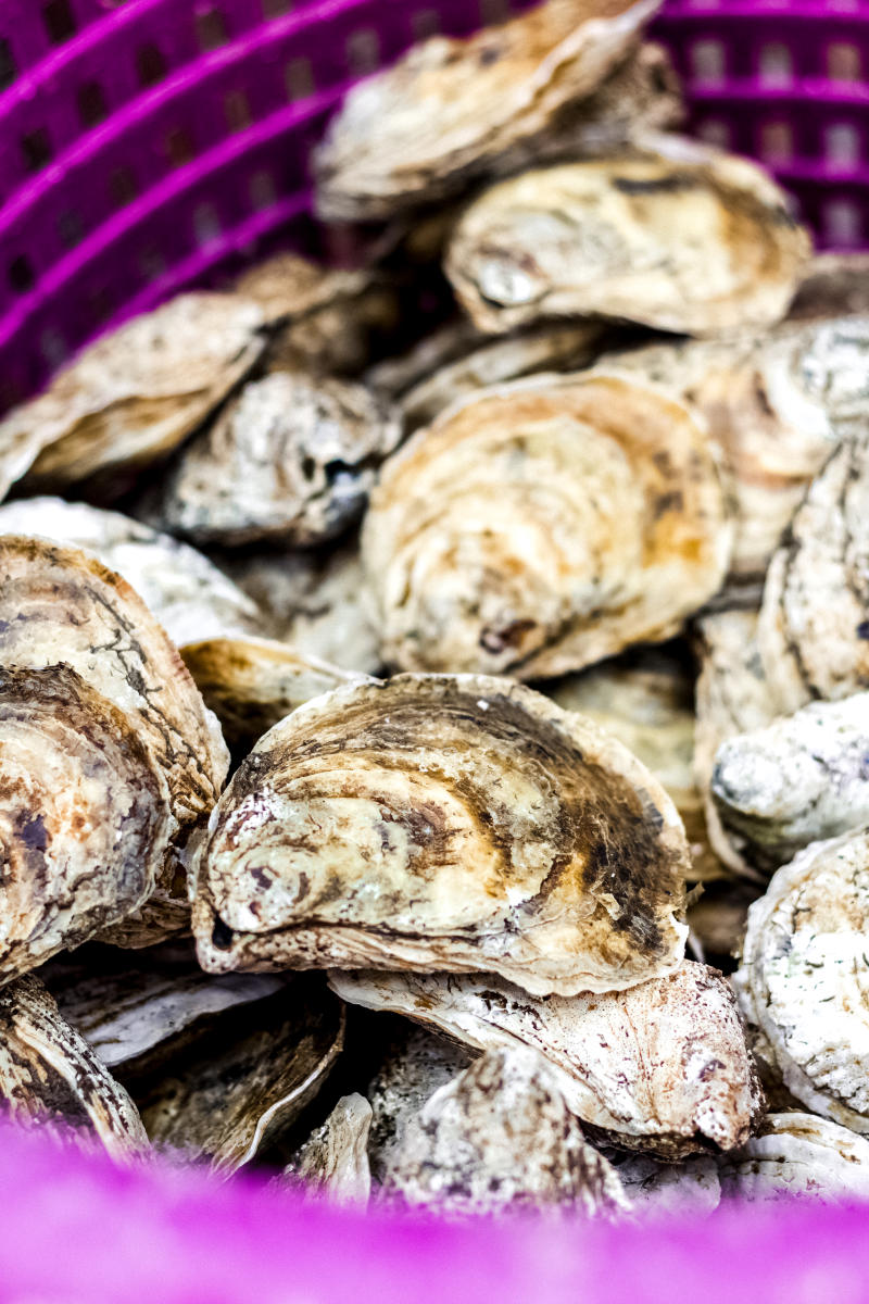 Oysters from the Carolina Mariculture Co. on the Crystal Coast, NC