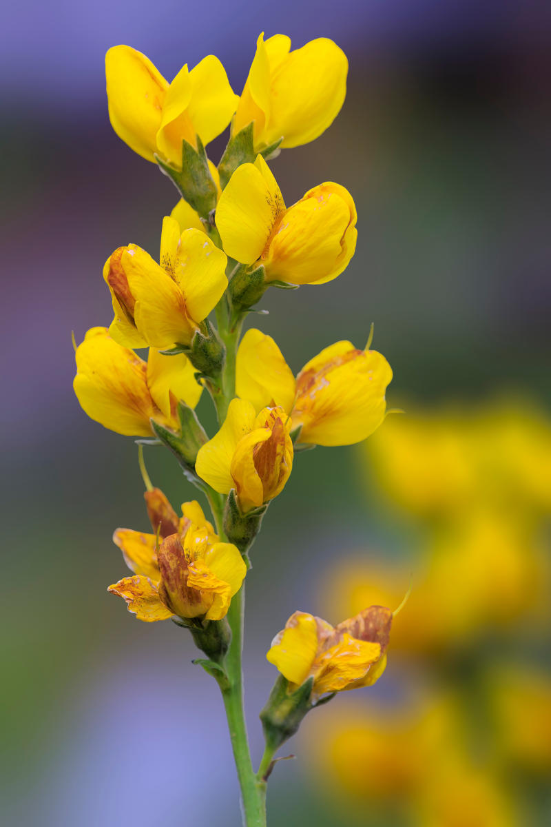 golden banner flower