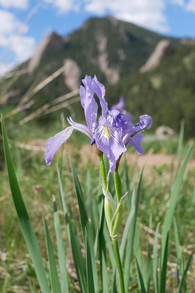 mountain iris