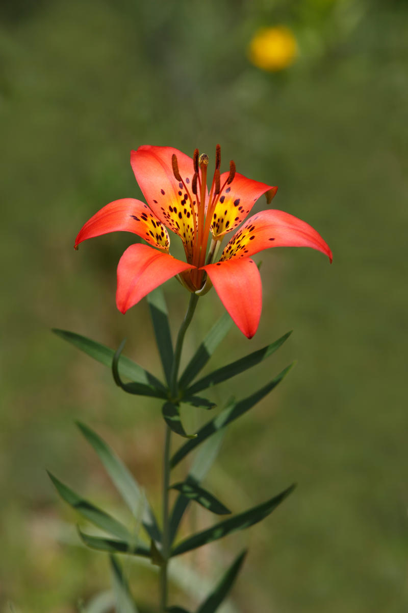wood lily flower colorado