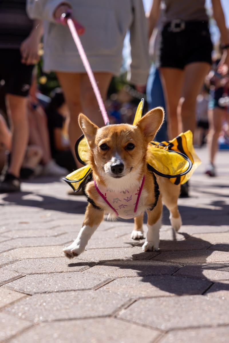 a corgi dressed up in a bumble bee costume