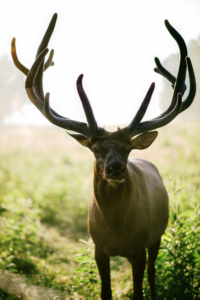 Bull Elk at LC Nature Park