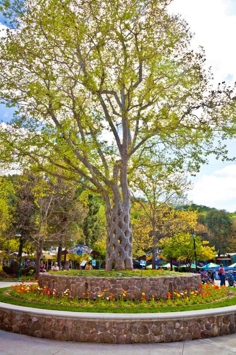 Gilroy gardens basket tree
