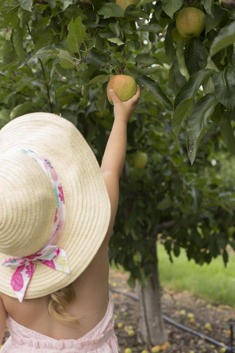 Picking Apples from the Tree
