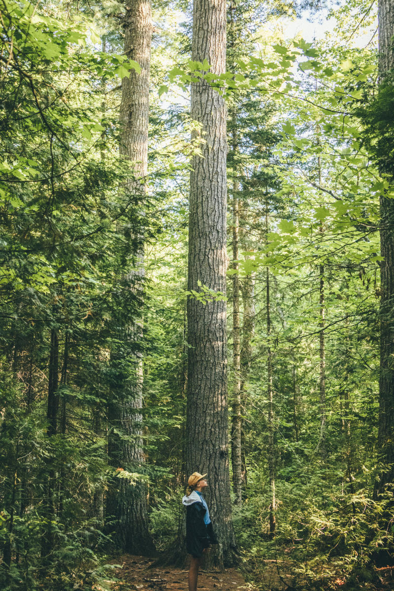 Woman hiker among giant pines