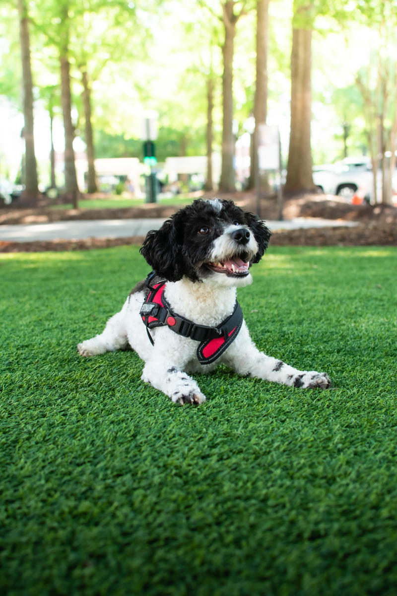 birkdale dog shoot
