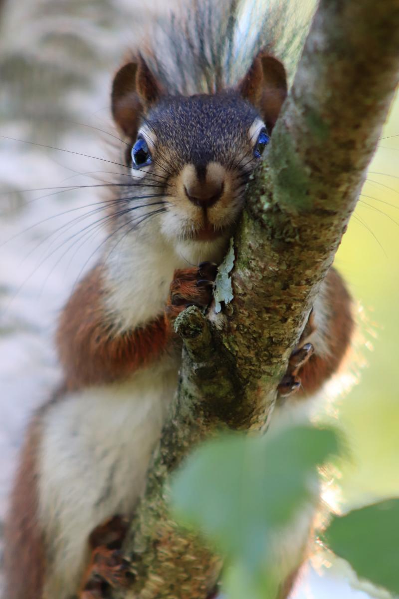 Carolyn Anderson, New Alexandria - Squirrel