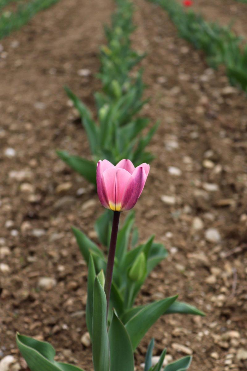 tulip-3314168_1920