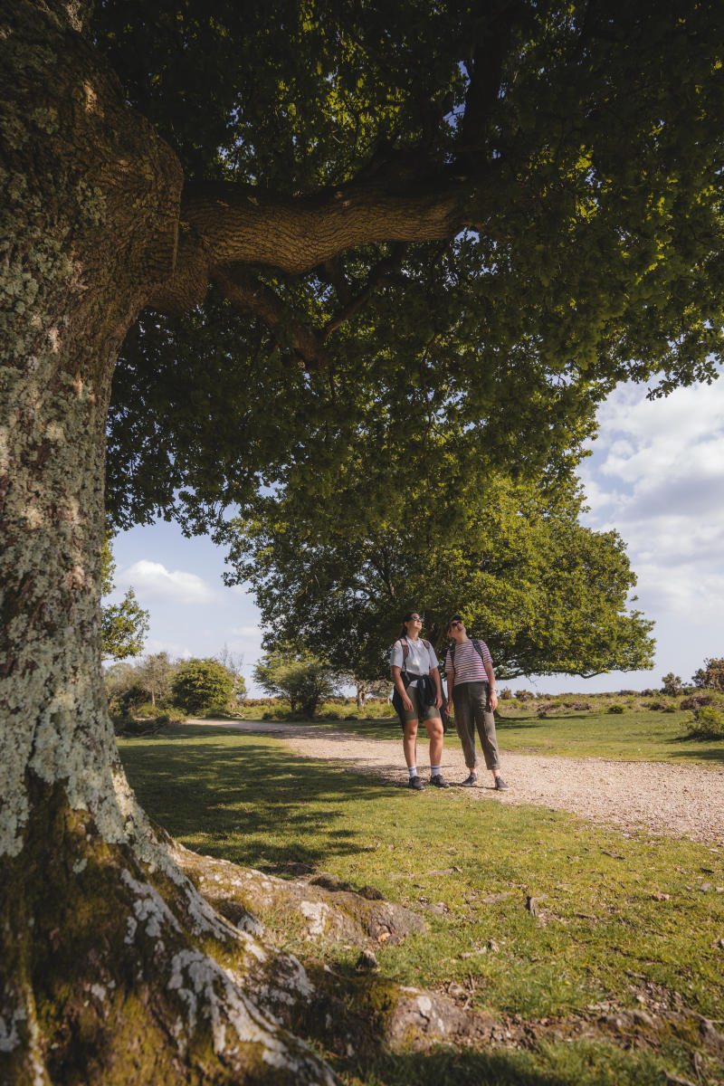 People looking at a tree in the New Forest