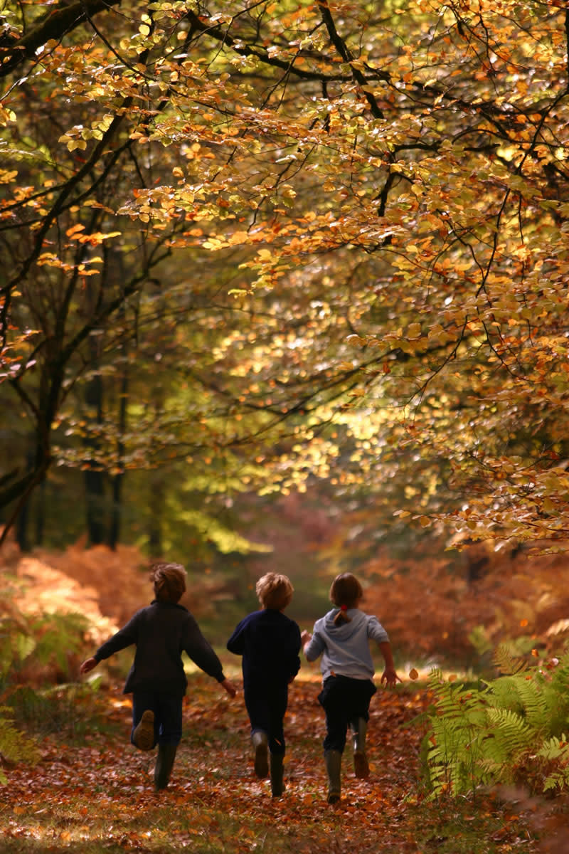 October half term in the New Forest