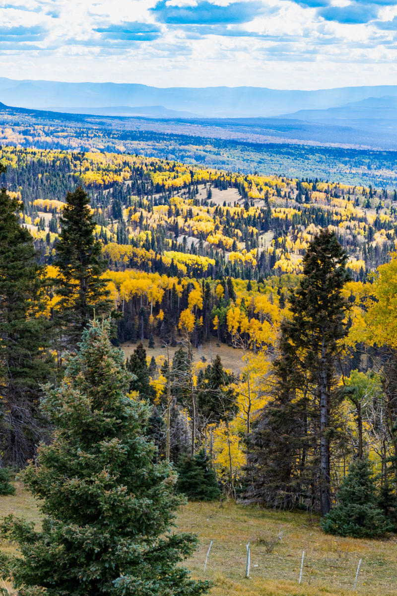 A scenic view of a forest landscape during autumn, showcasing vibrant yellow and green trees. Tall evergreen trees are in the foreground, and a vast expanse of hills and distant mountains are visible under a partly cloudy sky.