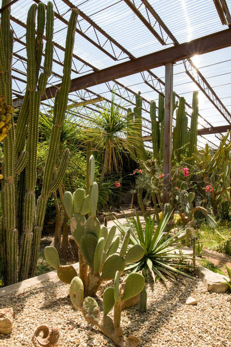 A sunlit greenhouse with various types of tall cacti and succulents growing in a gravel bed. The glass roof allows natural light to illuminate the greenery.