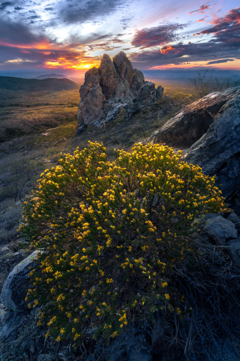 Turpentine bush pops in the Dripping Springs Natural Area.