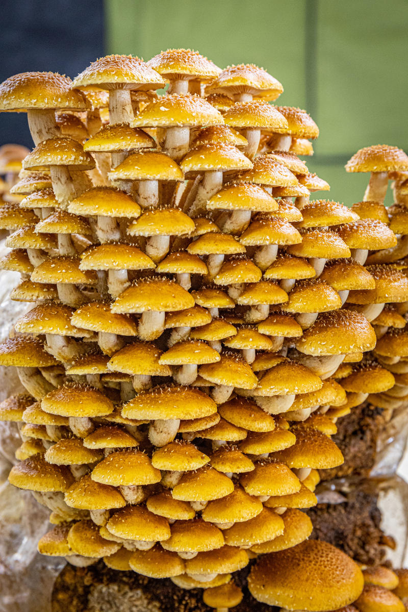 NM Fungi
