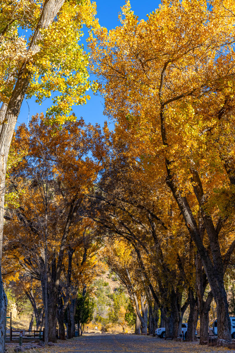 A tree-lined road in autumn with vibrant yellow and orange leaves creating a canopy. The sky is clear, with a few parked cars visible along the road.