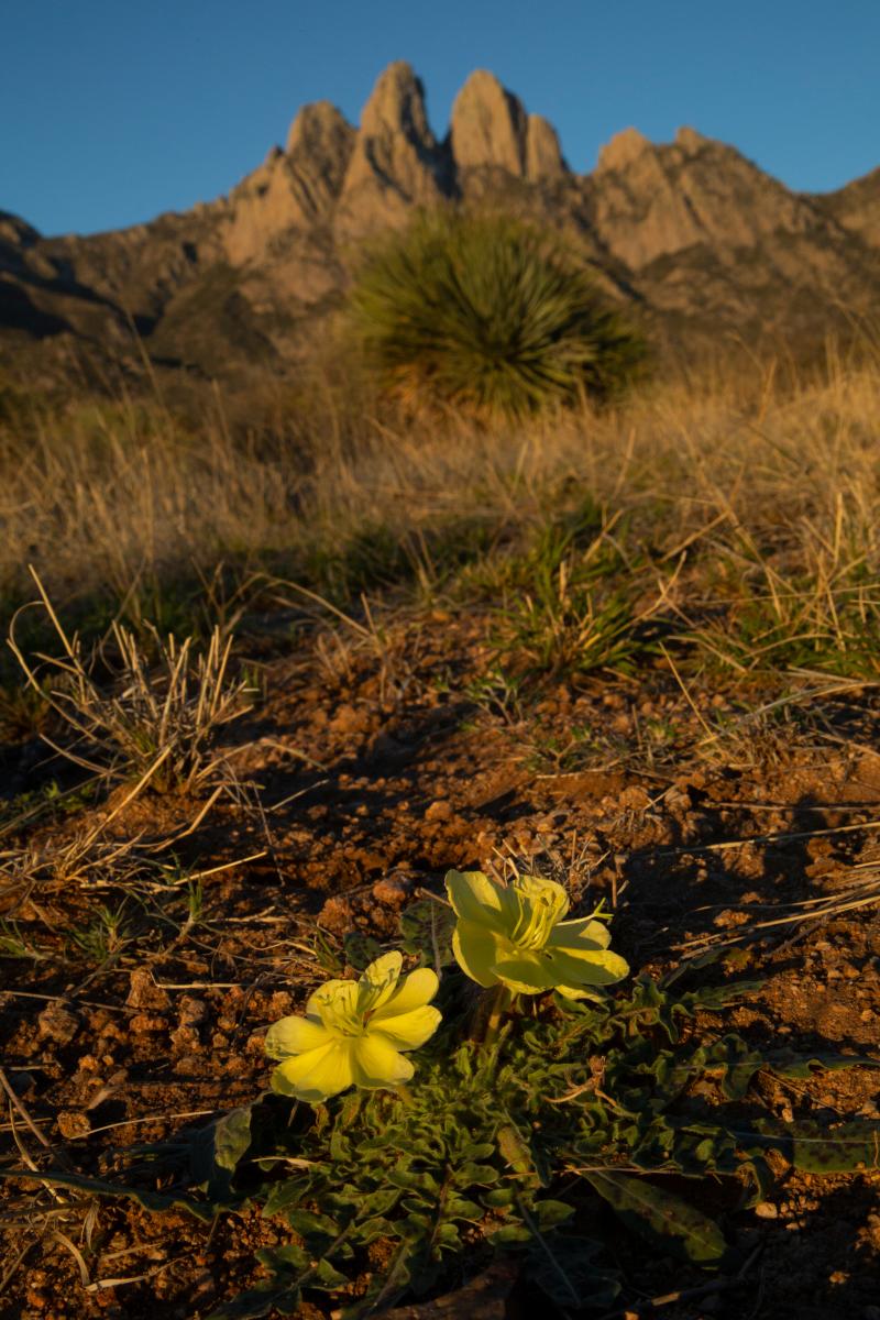 Mexican poppies along the Baylor Canyon Pass trail, New Mexico Magazine