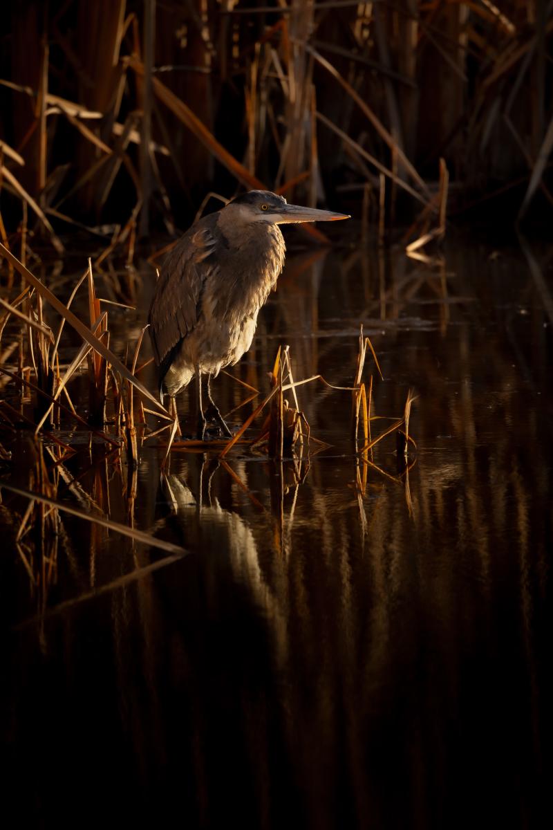 A great blue heron surrounded by dry grass at Bosque del Apache.
