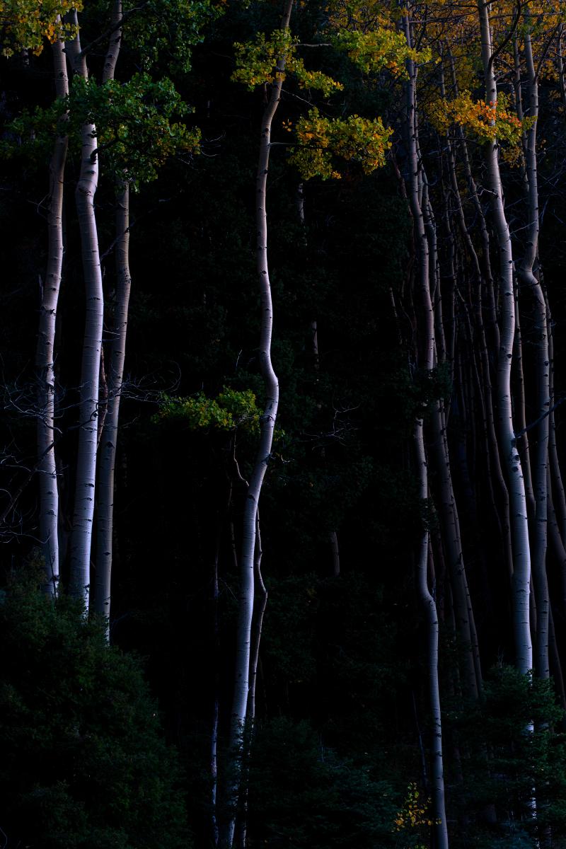 Glowing Aspens and Dark Woods, Jory Vander Galien