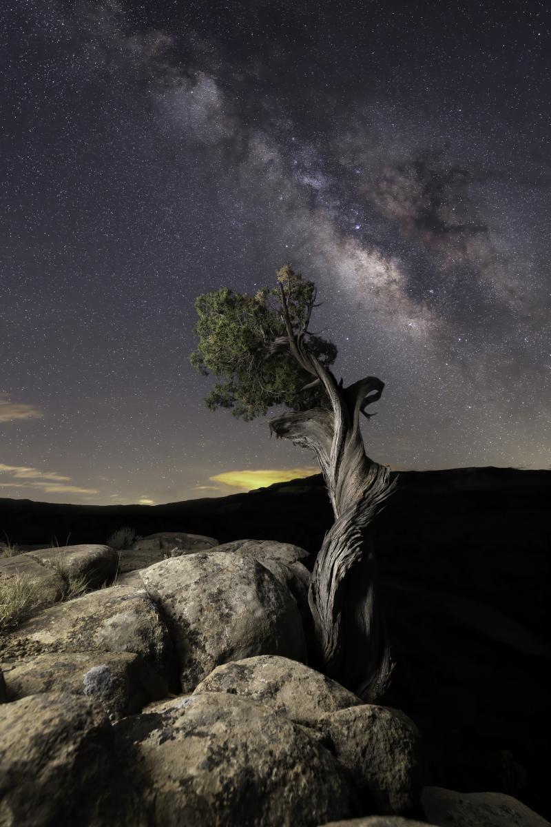 A twisted tree stands on rocky terrain beneath a clear night sky, with the bright Milky Way galaxy visible.