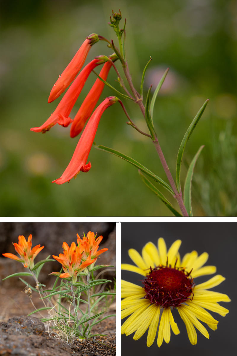 Scarlet penstemon (Penstemon barbatus), Chocolate flower (Berlandiera lyrata), and Foothills paintbrush (Castilleja integra)