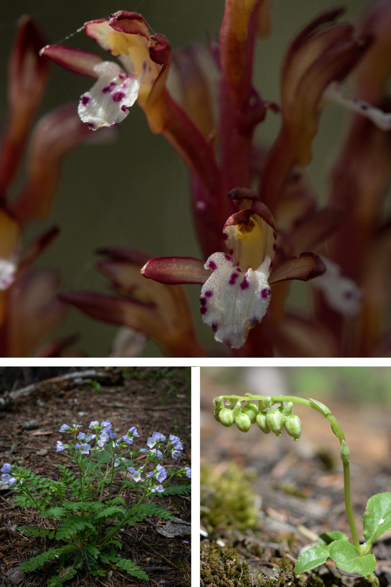Coralroot orchids  (Corallorhiza maculata), Sidebells wintergreen (Orthilia secunda), and Short Jacob’s ladder (Polemonium pulcherrimum)