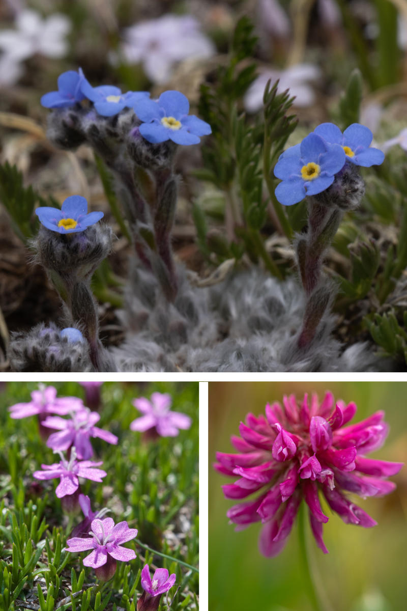 Alpine forget-me-nots (Eritrichium nanum), Alpine clover  (Trifolium attenuatum), and Moss campion (Silene acaulis)