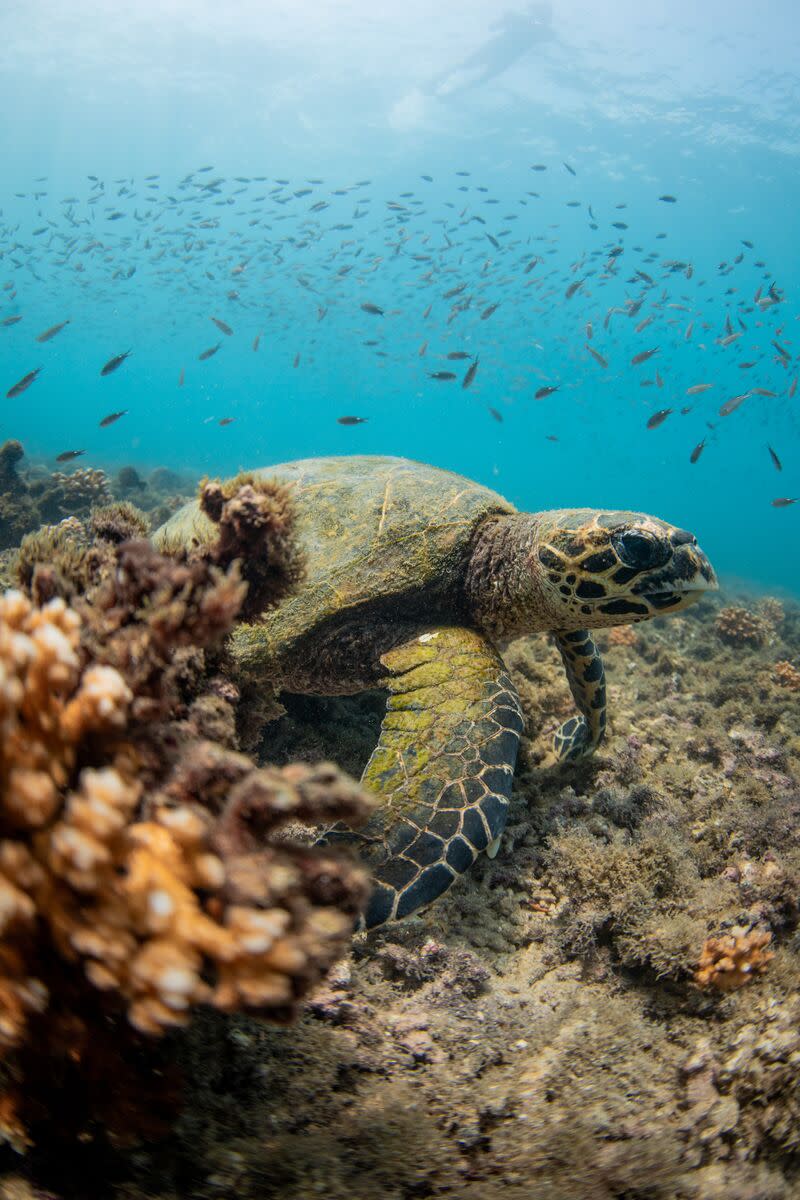 Sea Turtle, Islote Tortuga, Coiba National Park
