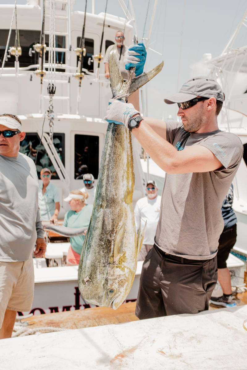 Mahi-fishing-offshore-pachanga