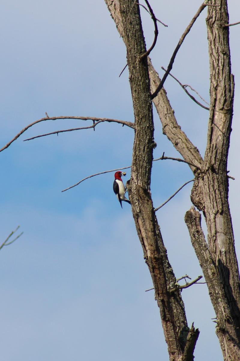 Discovery Trail blog - woodpecker