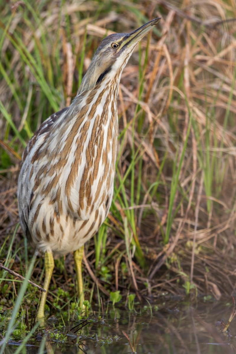 A brown plump bird with white stripes stands in a wetland with vegetation in the background
