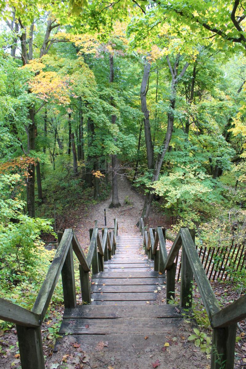 a wooden staircase heading down a dune surrounded by trees