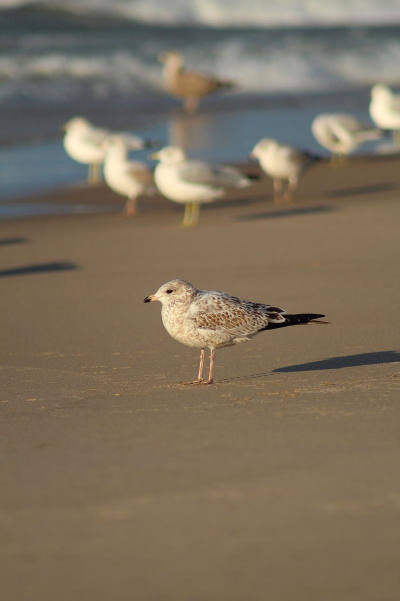 seagulls standing on a beach