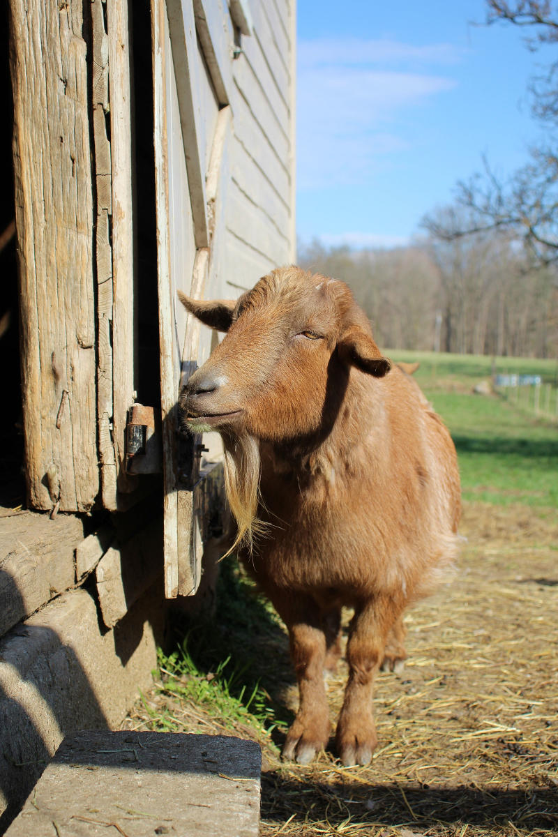 A goat stands near a barn, basking in the sun