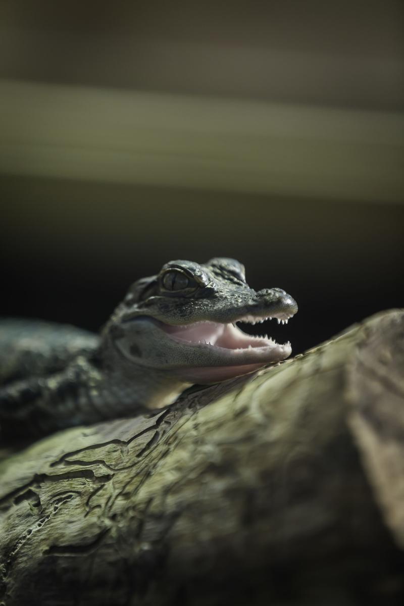 Baby Alligator