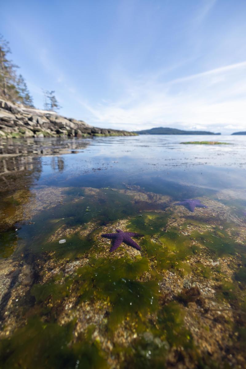 Purple Sea Stars