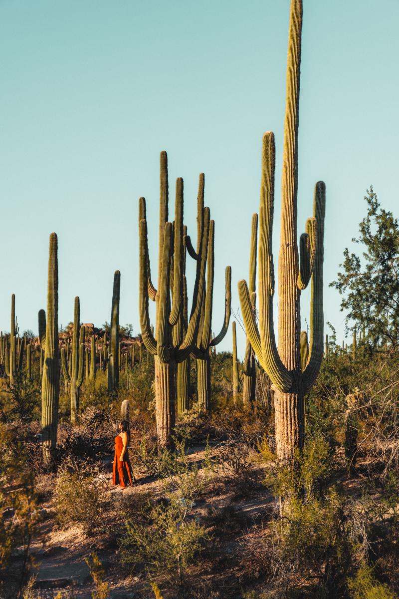 Woman standing in the Sonoran Desert next to tall saguaro cacti
