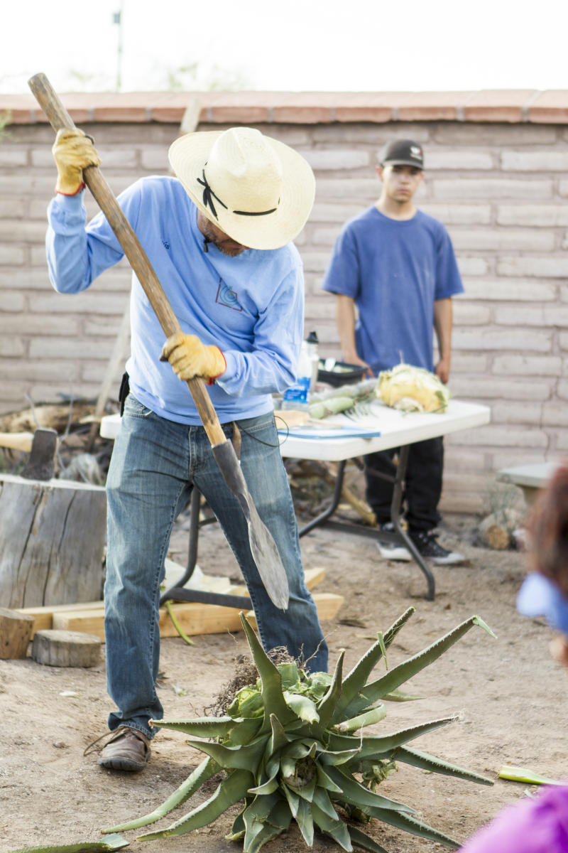 man harvesting agave plant with long shovel-like tool