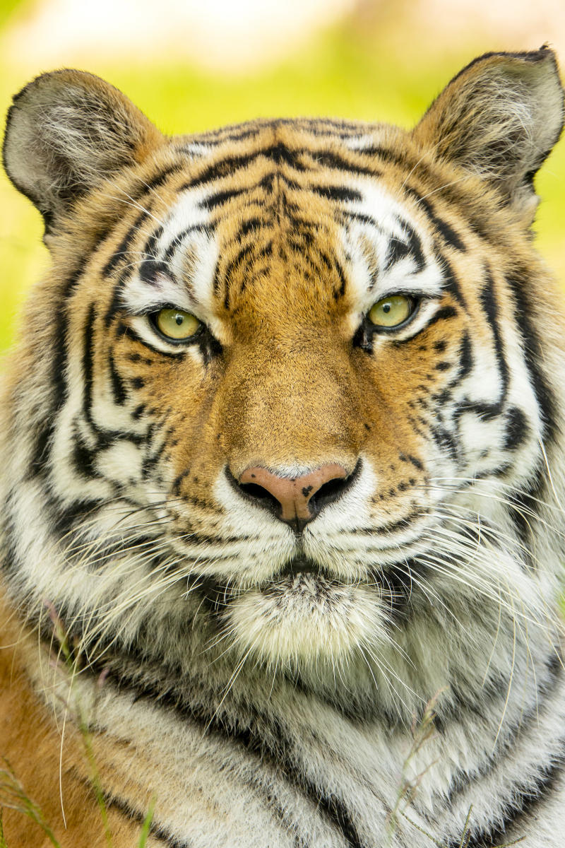 An Amur tiger is photographed at the Sedgwick County Zoo