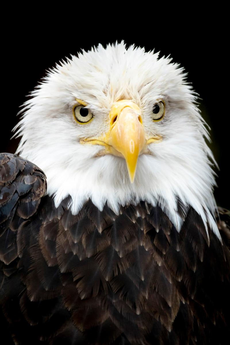 Bald Eagle at the Sedgwick County Zoo
