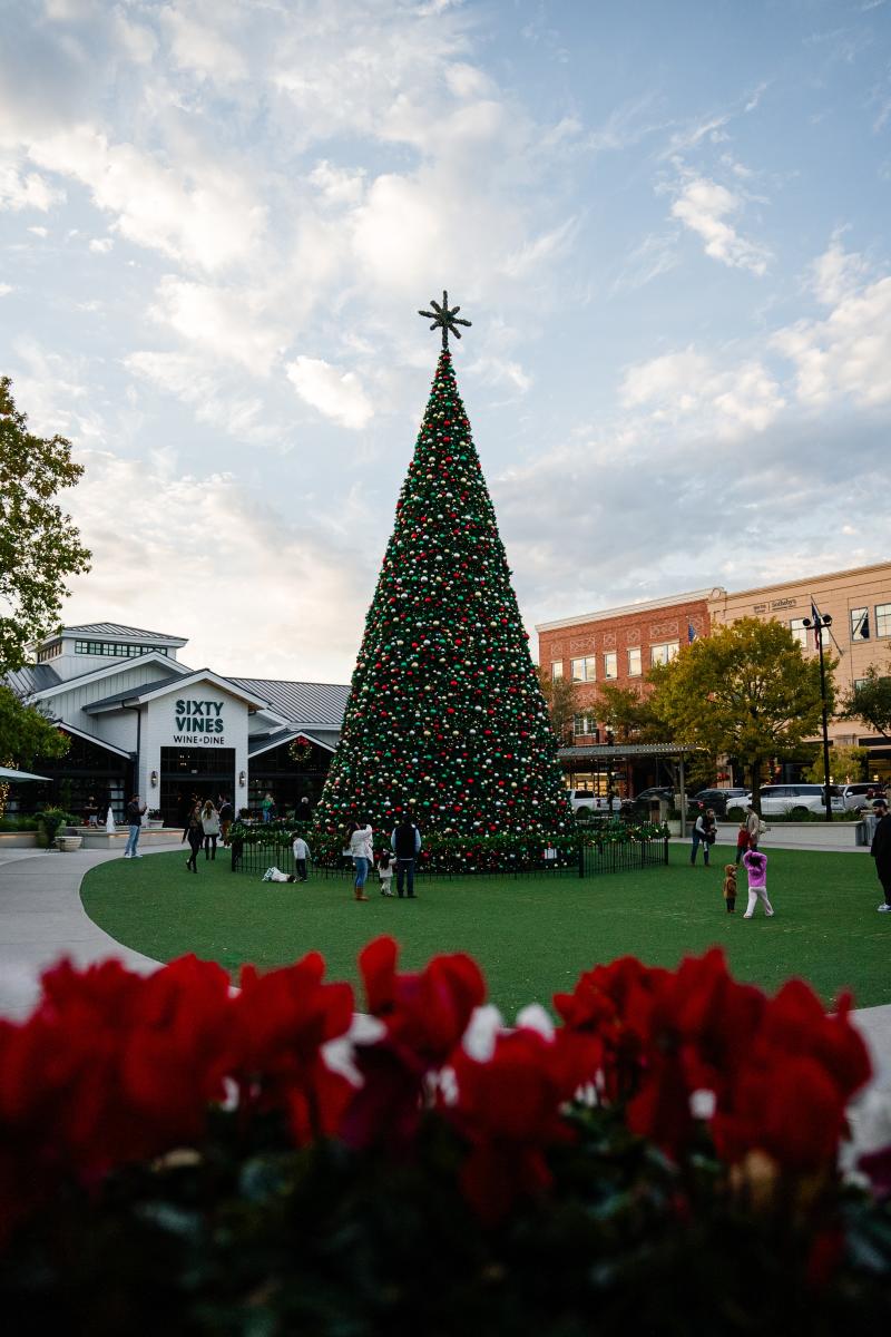 The Christmas Tree at Market Street is 70 feet tall, ringed with lights and decked with ornaments in red and green. A golden eight-point star rests at the top. Just in front of the camera, slightly out of focus, are bright red flowers.