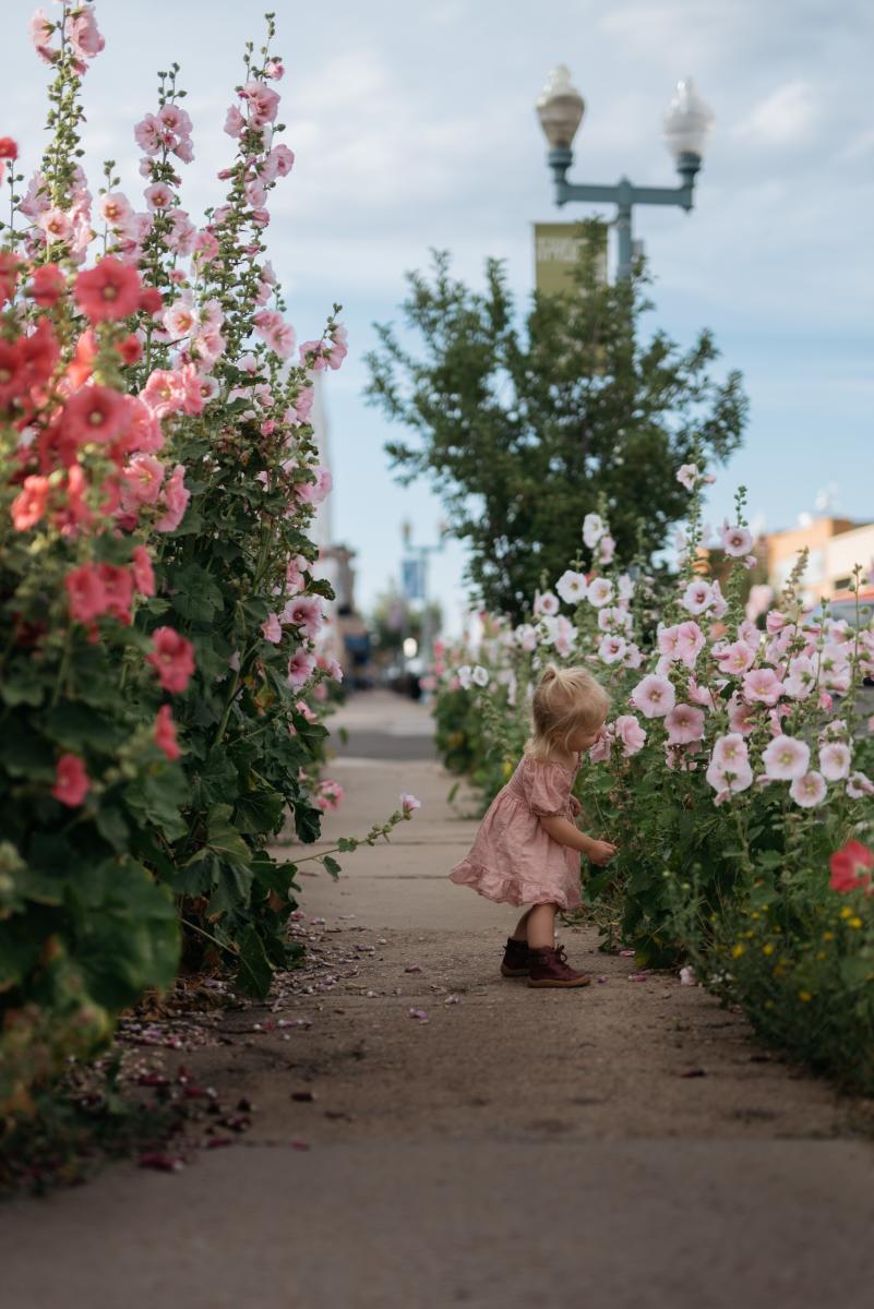 Downtown Laramie Hollyhocks