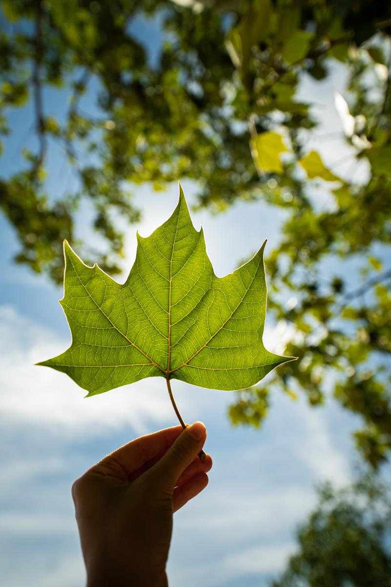 A woman's hand holds a star-shaped leaf over the sun, illuminating it bright green. The sky behind it is bright blue with wispy white clouds.