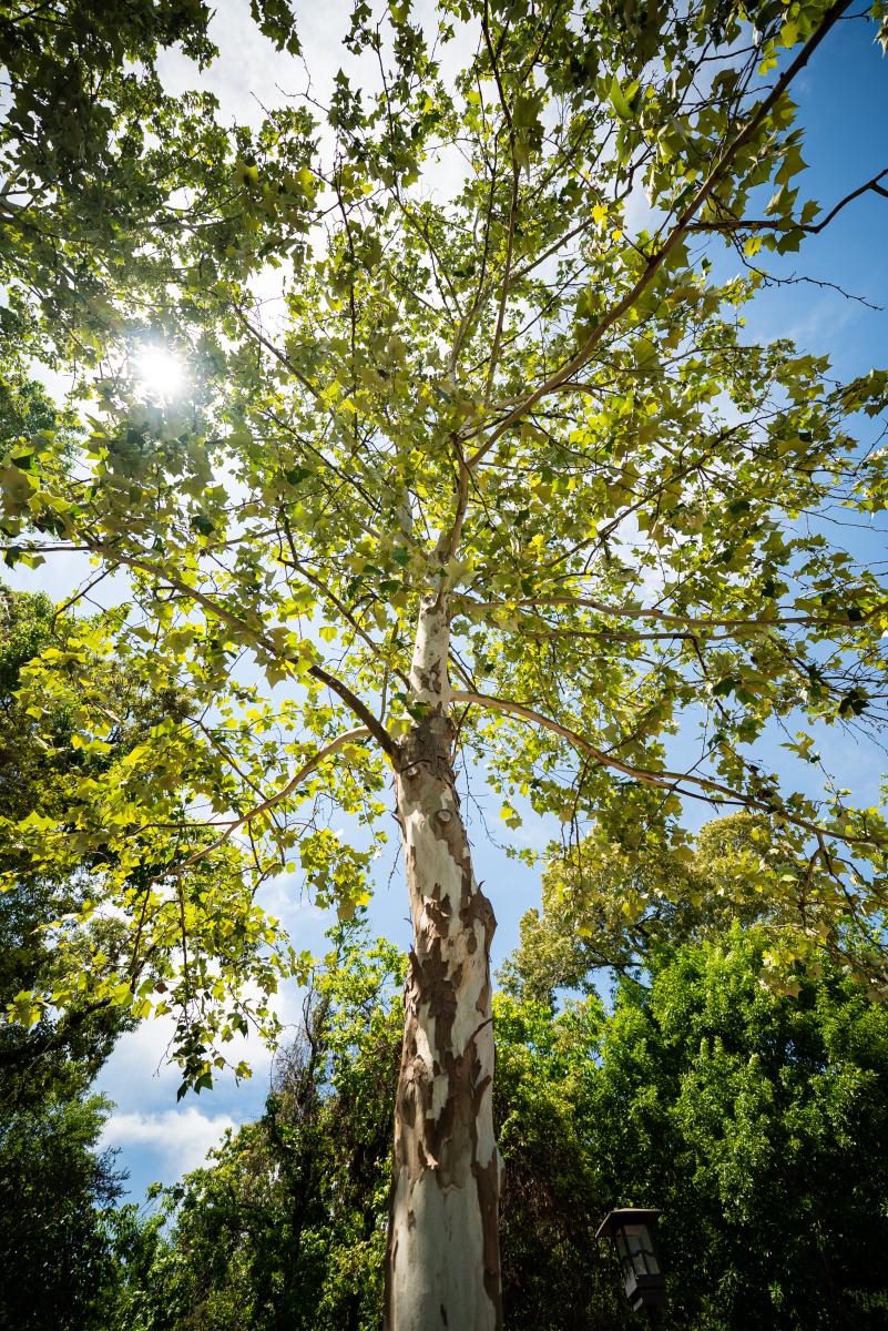 The camera is under, looking up at, a white-barked tree with green star-shaped leaves. The sun shines through the leaves. The sky is bright blue.