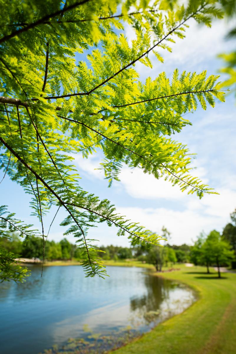 A thin tree limb with bright green, fern-like leaves stretches out over a bright blue pond at Rob Fleming Park.