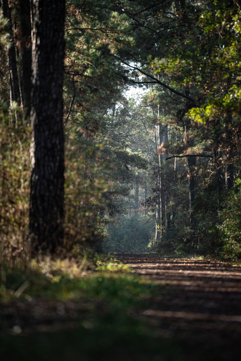 The camera faces down a pathway into Jones State Forest. The forest is dark but backlit by the setting sun. Down the path, a mist rises off the ground.