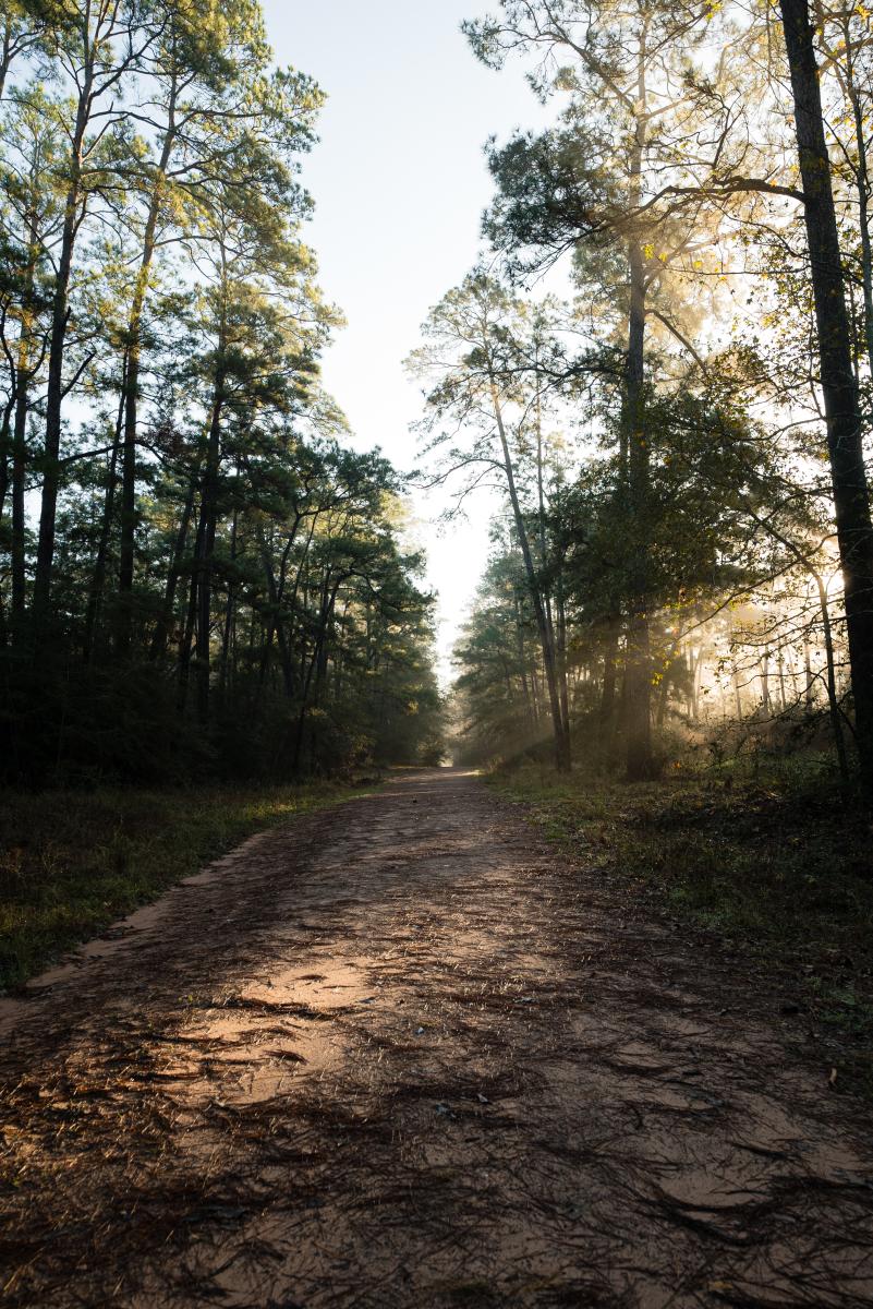 The camera faces down a pathway into Jones State Forest. The forest is dark, but the sky is bright and pockets of sunlight break through the trees.