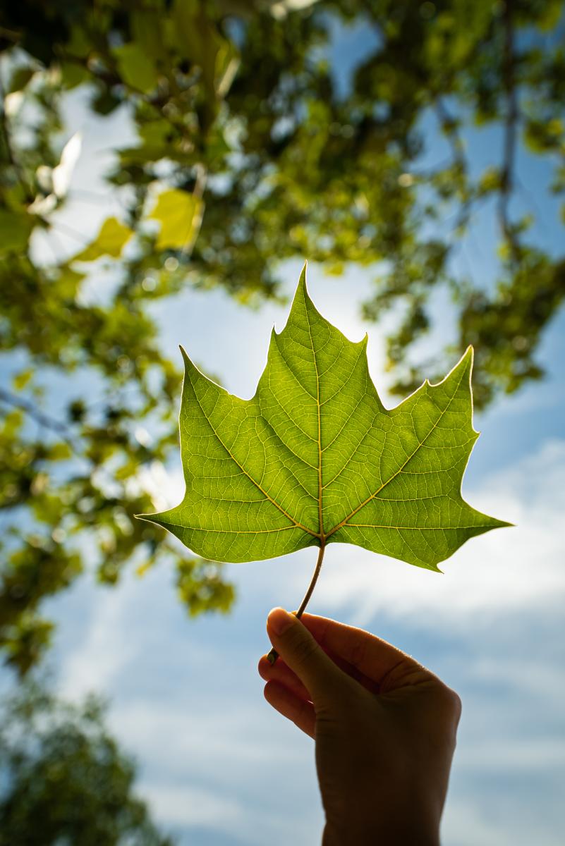 A woman's hand holds a star-shaped leaf over the sun, illuminating it bright green. The sky behind it is bright blue with wispy white clouds.