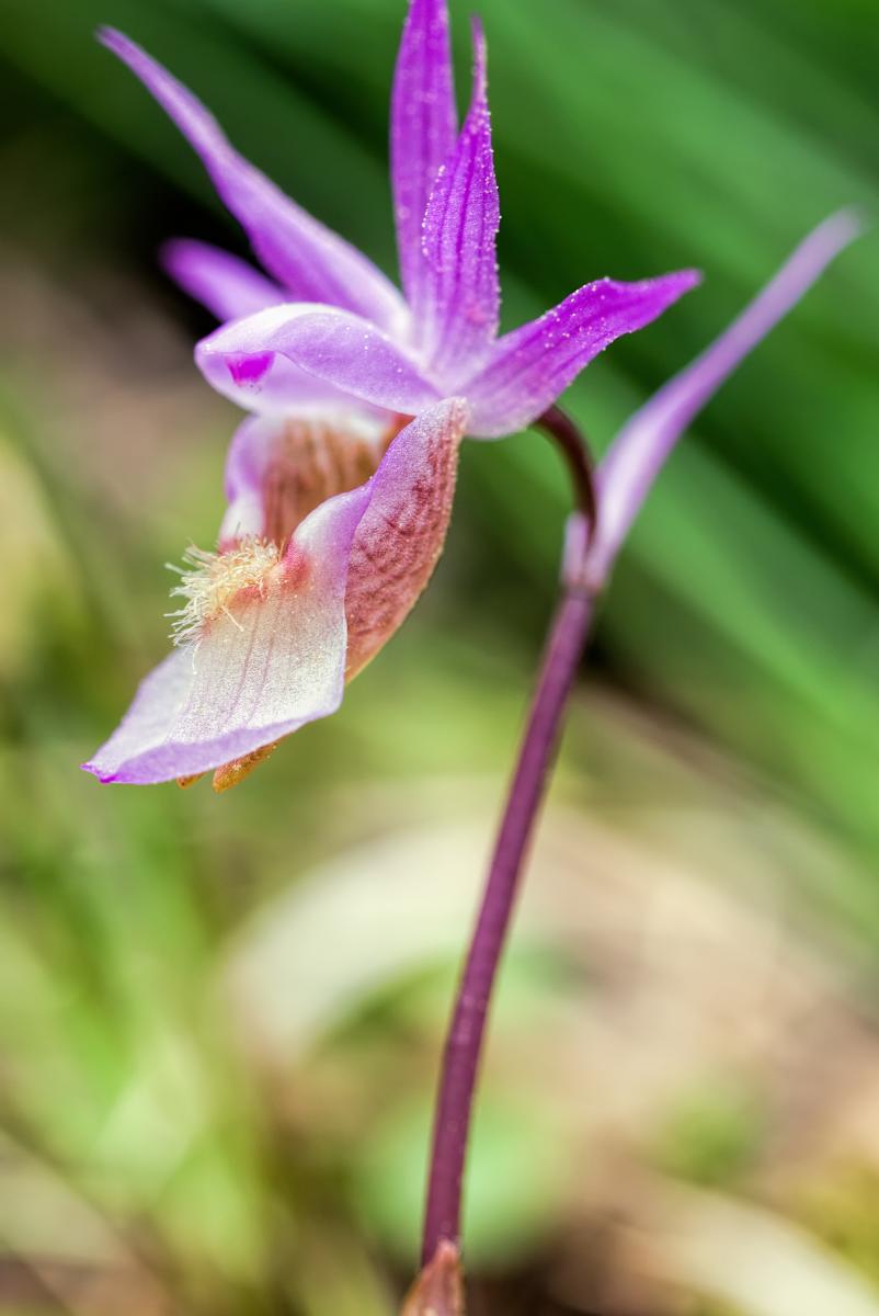 Calypso Orchid