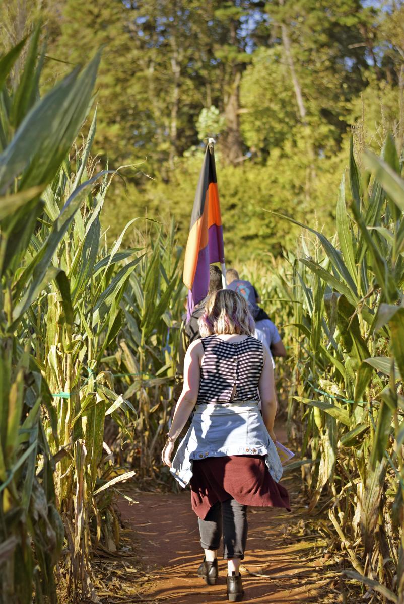 Rural Hill Corn Maze