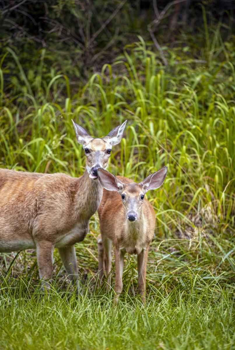 Deer at Lake Guntersville State Park.